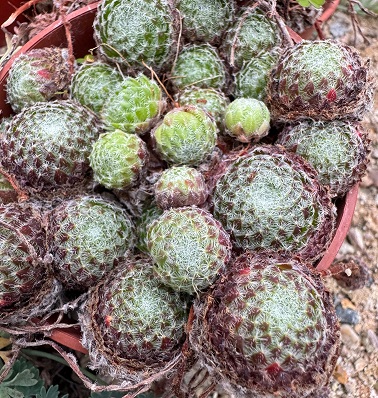 Sempervivum ciliosum